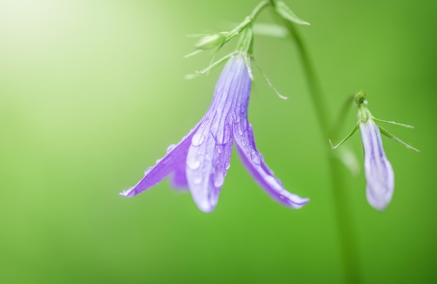 Campanilla de flor de globo sobre fondo verde flor de primavera