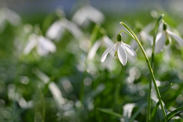 Campanilla de las flores de primavera que florece en la hierba al atardecer Amaryllidaceae Galanthus nivalis