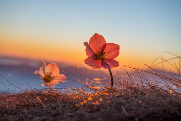 Campanilla de invierno floreciente al atardecer en las montañas