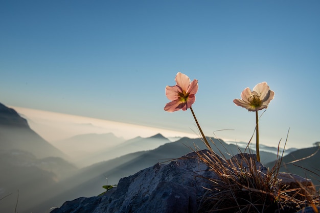 Campanilla de invierno floreciente al atardecer en las montañas