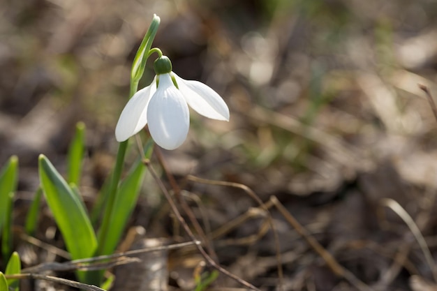 Campanilla de invierno flores de primavera en tiro macro Los primeros signos del despertar de la primavera