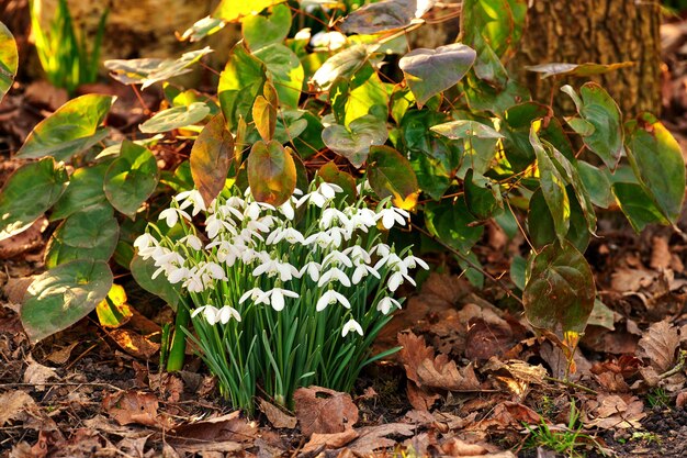 Campanilla de invierno Galanthus