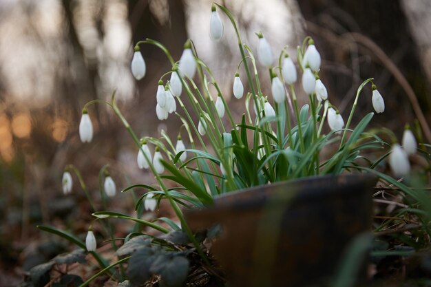 Campanilla de invierno o campanilla de invierno común Galanthus nivalis flores