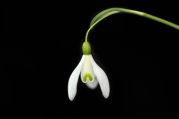 Campanilla de invierno sobre un fondo negro