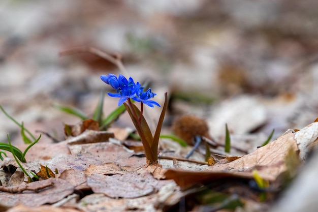 Campanilla de las nieves azul a principios de la primavera en el bosque sobre un fondo borroso