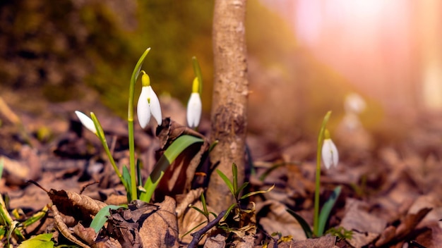 Campanilla de las nieves blanca cerca de un tronco de árbol en el bosque sobre un fondo borroso