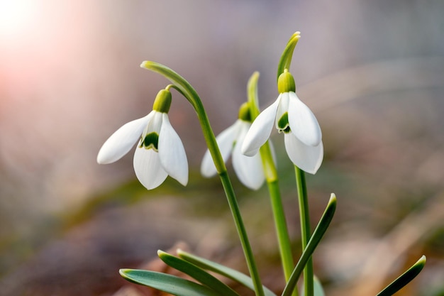 Campanilla de las nieves blanca delicada en el bosque de la primavera en tiempo soleado sobre un fondo borroso