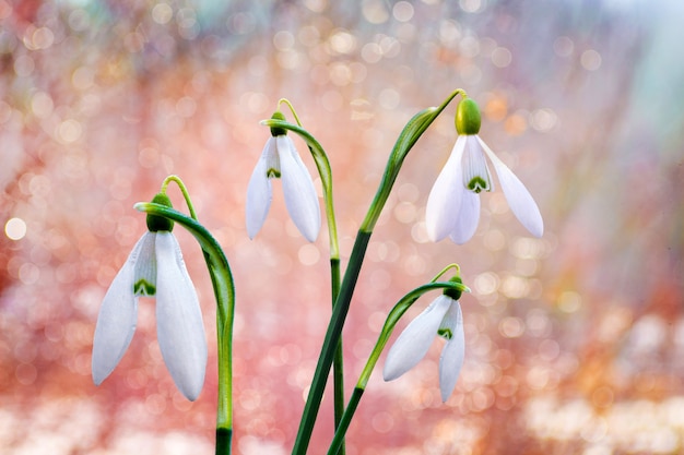 Campanilla de las nieves blanca sobre fondo soleado borrosa brillante_