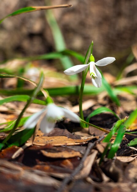 Campanilla de las nieves en el bosque de la primavera