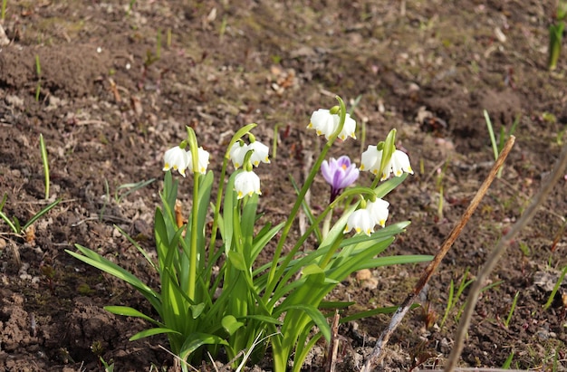 Campanilla de las nieves de carpathum de flor blanca y azafrán