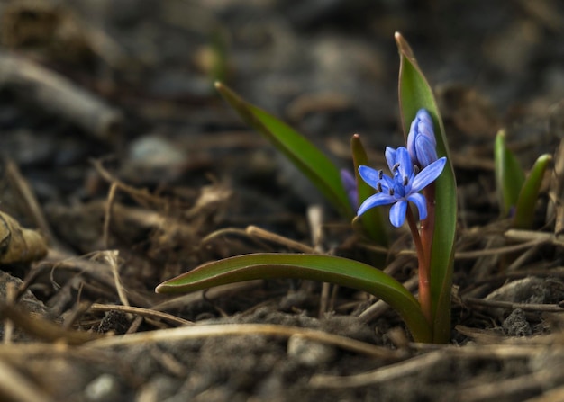 Campanilla de las nieves en el césped brotando entre las hojas a principios de la primavera