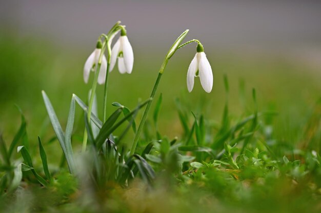 Campanilla de las nieves Hermosas flores blancas de primavera Las primeras plantas con flores en primavera Galanthus nivalis