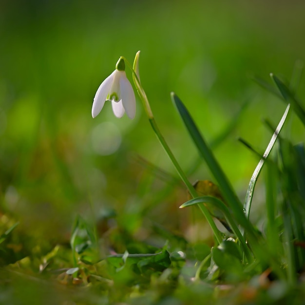 Campanilla de las nieves Hermosas flores blancas de primavera Las primeras plantas con flores en primavera Galanthus nivalis