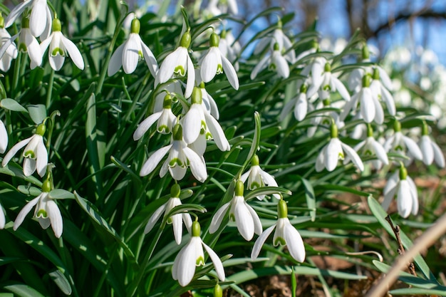 Campanilla de las nieves en primavera, flores de campanilla blanca en el bosque