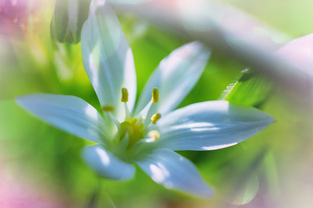 Campanilla de las nieves en primavera