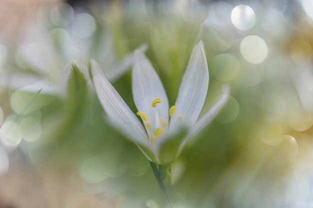 Campanilla de las nieves en primavera