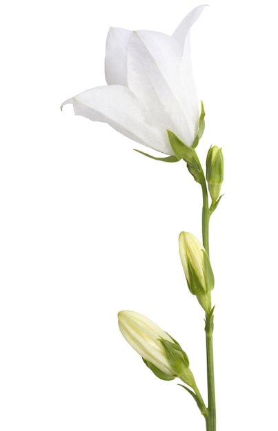 Campanilla