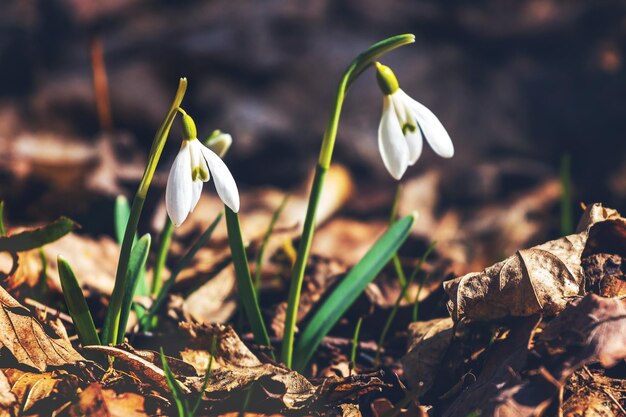 Campanillas blancas en el bosque entre las hojas caídas en un día soleado