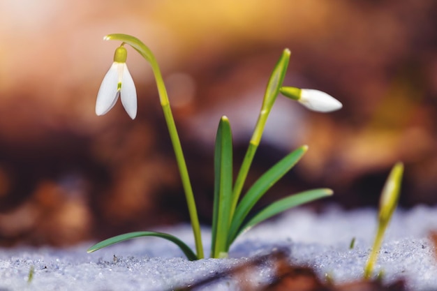 Campanillas blancas en el bosque durante la nieve que se derrite