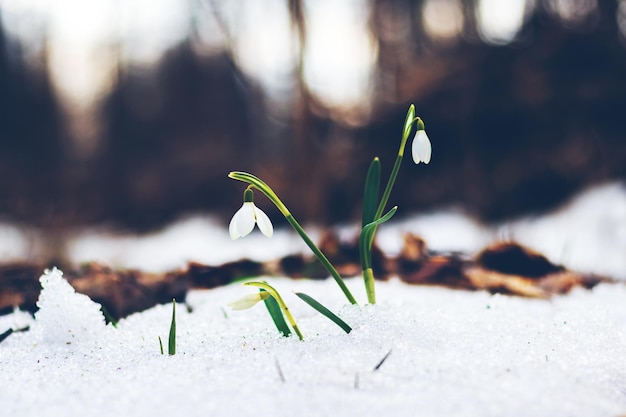 Campanillas blancas en el bosque en la nieve sobre un fondo de árboles