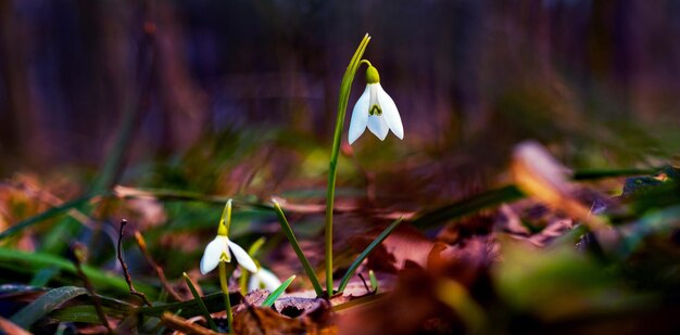 Campanillas blancas en el bosque sobre un fondo de colores oscuros