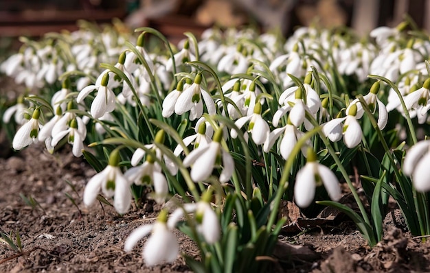 Foto campanillas blancas en el prado las primeras flores de primavera