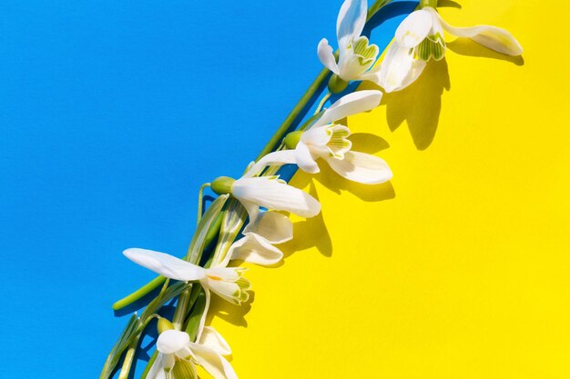 Campanillas blancas sobre un fondo azul amarillo