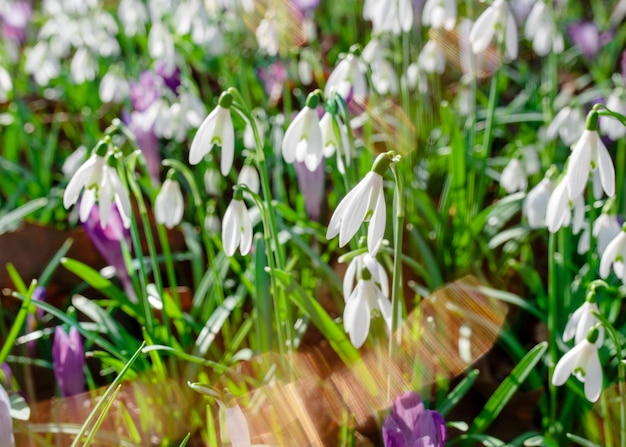 Campanillas blancas sobre hierba verde entre azafranes en un día soleado de primavera con soles