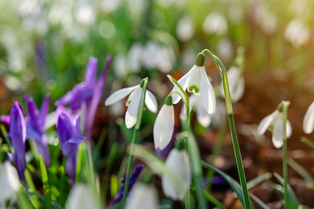 Campanillas blancas sobre hierba verde en un día soleado de primavera