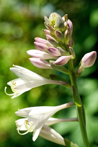 campanillas blancas