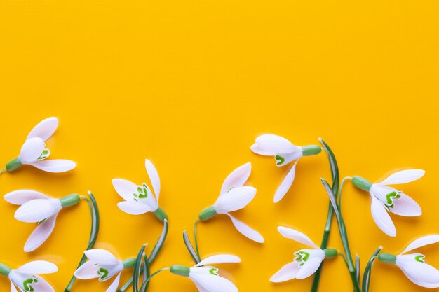 Campanillas frescas sobre fondo amarillo con lugar para el texto. Endecha plana.