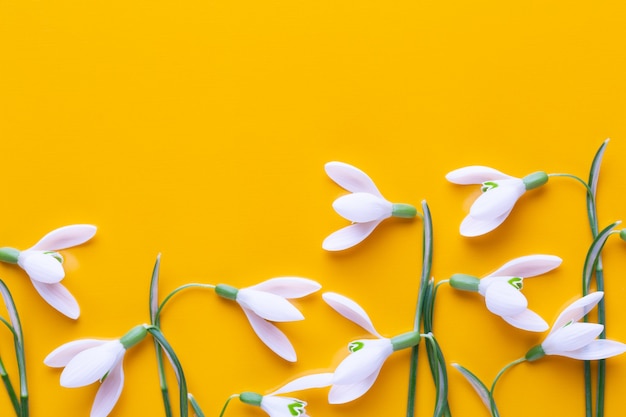 Campanillas frescas sobre fondo amarillo con lugar para el texto. Endecha plana.