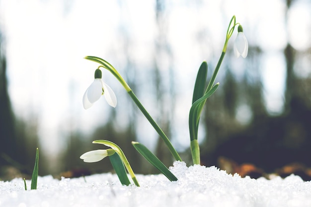 Campanillas de invierno en el bosque sobre un fondo de árboles, las primeras flores de primavera