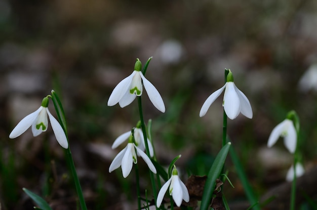 Campanillas de invierno en el bosque