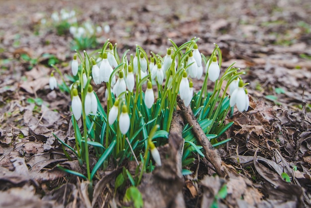 Las campanillas de invierno se cierran en el parque de la ciudad. la primavera está llegando