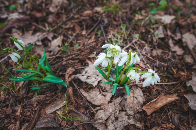 Las campanillas de invierno se cierran en el parque de la ciudad. la primavera está llegando