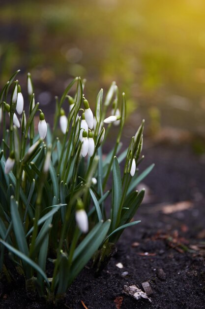 Campanillas de invierno comienzan a florecer hermosas flores de primavera en febrero