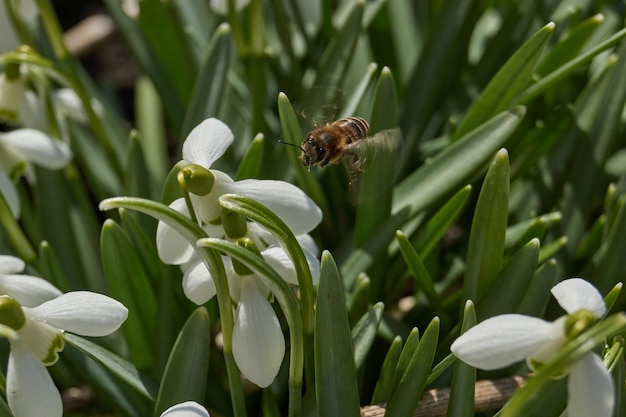 Campanillas de invierno florecen en el césped del jardín La campanilla de invierno es un símbolo de la primavera