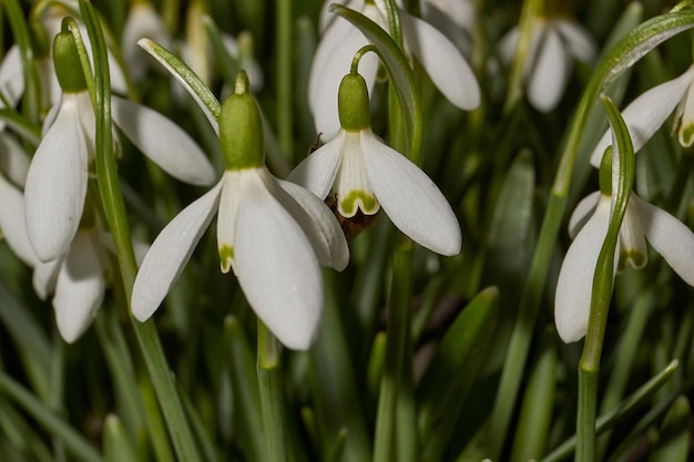 Campanillas de invierno florecen en el césped del jardín La campanilla de invierno es un símbolo de la primavera