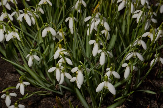 Campanillas de invierno florecen en el césped del jardín La campanilla de invierno es un símbolo de la primavera