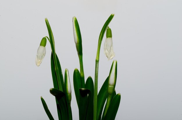 Campanillas de invierno y fondo blanco.