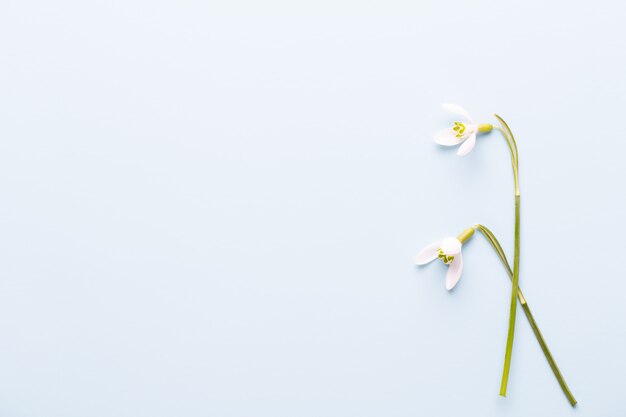 Campanillas de invierno frescas en azul con lugar para el texto. Tarjeta de felicitación de primavera. Día de la Madre. Endecha plana.