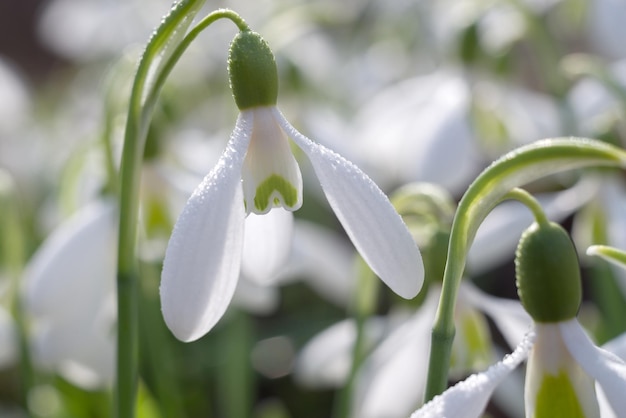 Campanillas de invierno macro enfocadas suaves primavera primera cebolla. Hermoso grupo de flores blancas florecientes, bueno para la postal de saludo de temporada.