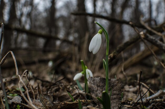 Campanillas de invierno en primavera y bosque