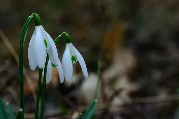 Campanillas de invierno en primavera