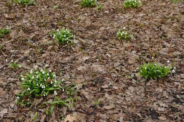 Campanillas de invierno las primeras flores de primavera en el parque Foto de alta calidad