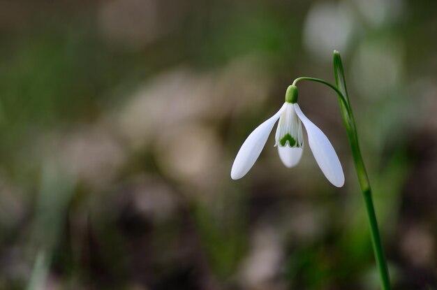 Campanillas de invierno solas