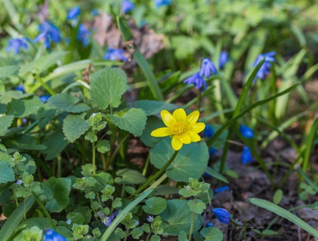 Campanillas de primavera azul creciendo