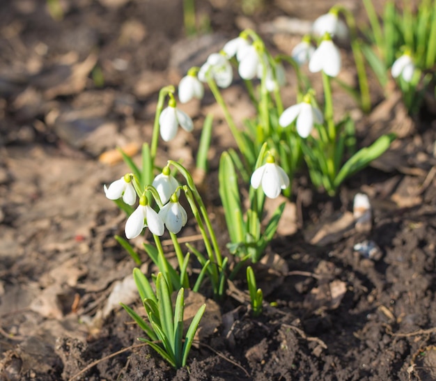 Campanillas de primavera Un montón de hermosas flores de campanilla de invierno en la naturaleza Grupo de flores de campanilla de invierno floreciendo en un día soleado de primavera