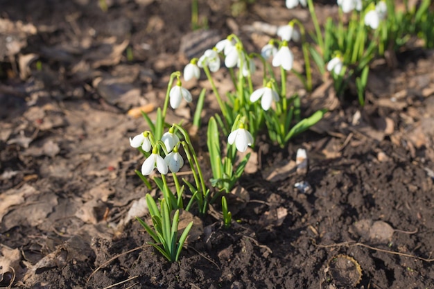 Campanillas de primavera Un montón de hermosas flores de campanilla de invierno en la naturaleza Grupo de flores de campanilla de invierno floreciendo en un día soleado de primavera